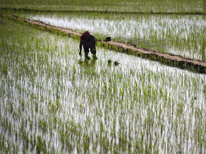 Crop planting picks up pace as monsoon boosts sentiment