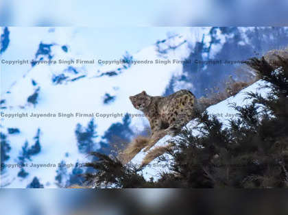 'Snow leopard photographed for 1st time in Uttrakhand's Darma Valley'
