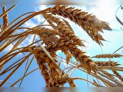 Global wheat prices jump after India export ban and Ukraine war: FAO