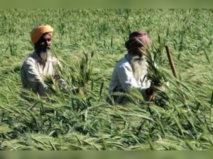 Unseasonal rains and hail affect rabi crops in North India