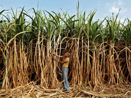 Maharashtra to bring sugarcane area under drip irrigation, likely to give interest free loans