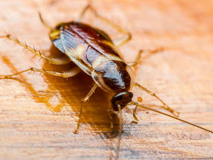 Forget the Coach, It's a Cockroach! - The Economic Times