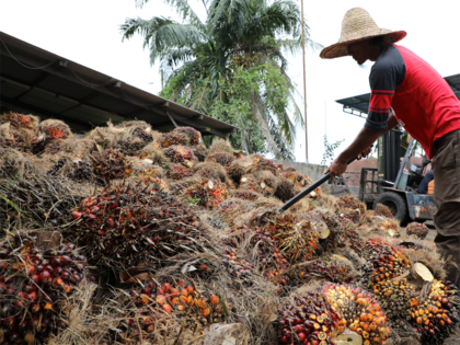 Palm oil hits two-week low in longest losing streak since June