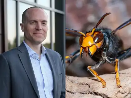 tobacco on hornet sting does help wasp stings do you put tobacco a wasp OUCH!  For How to Identify A Bee