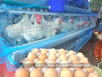 Srinivasa hatcheries forges international JV, plans value add egg products