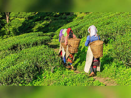 Confederation of International Small Tea Holders' headquarters to shift to India