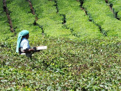 Crash in prices hit tea planters, small growers in Southern India affected