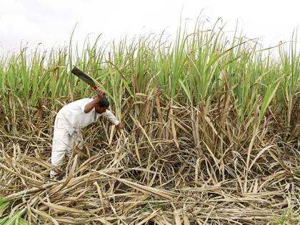 Maharashtra may cut sugar estimate by 10%