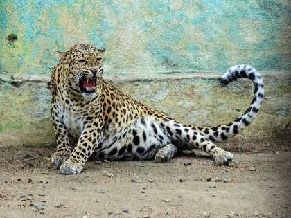 Bengaluru: Leopard spotted roaming in Whitefield area