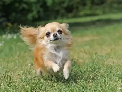 Man fell down 26 feet into glacier crack. But his pet Chihuahua's one move saved his life