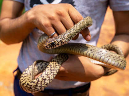 bengaluru snakes: After floods, Bengalureans now face snakes