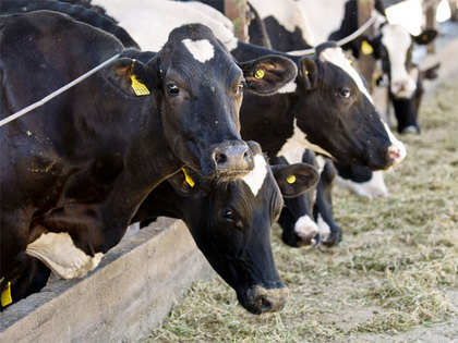 NDDB approves 42 dairy projects worth Rs 221 crore