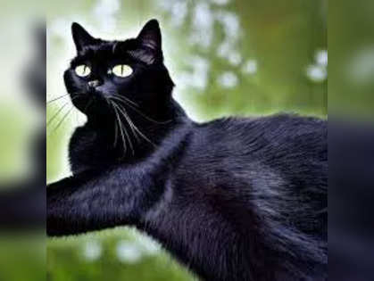 Cats are lucky charms! - Times of India