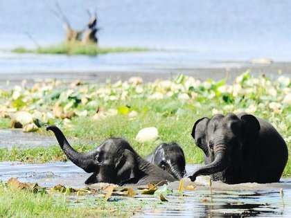 Elephants restricted to half of Karnataka's Western Ghats