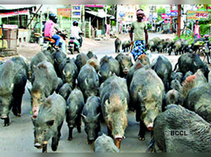 African Swine Fever spreads to wild pigs in Mizoram: official