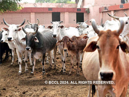 85 lakh cattle, buffaloes tagged with UID number so far: Government