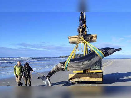 Possibly world’s rarest whale washes ashore in New Zealand, Offering unprecedented research opportunity