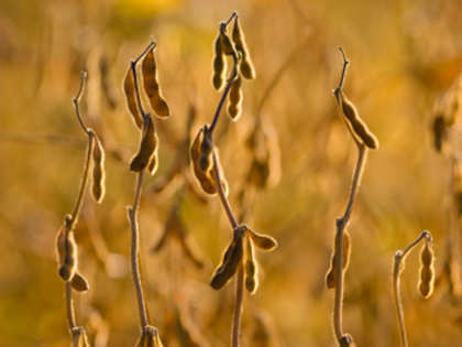 Soybean oil imports to rise on lower domestic output