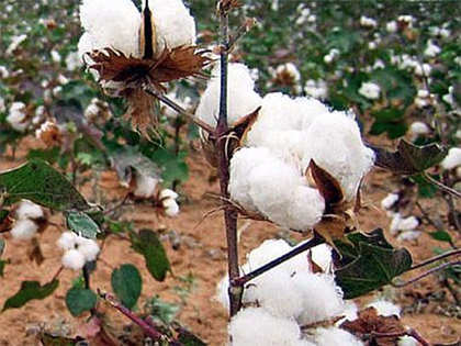 Good cotton output expected, imports may be cut