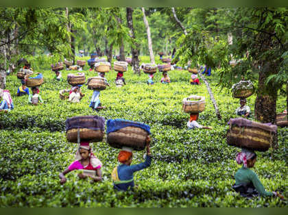 Tea Board asked to allow mini and micro tea factories