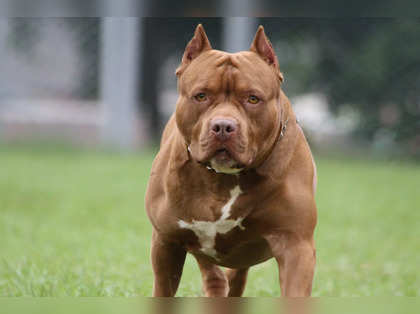 https://img.etimg.com/thumb/width-420,height-315,imgsize-86216,resizemode-75,msid-93540936/news/new-updates/things-to-know-about-pit-bulls-as-third-attack-leaves-woman-fighting-for-her-life/pit-bulls.jpg
