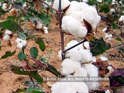 Cotton prices likely to rise