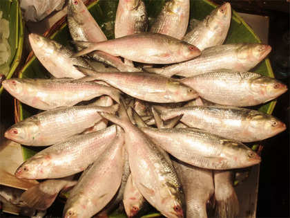 poila boishakh: Tripura govt to sell 5,000 kg of imported Hilsa fish on the  occasion of 'Poila Boishakh' - The Economic Times