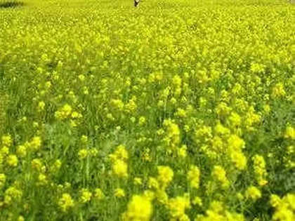 Mustard, maize and moong cultivation must be promoted to boost farmers' income