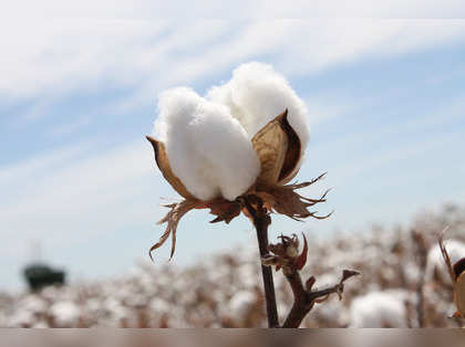 MCX cotton deposits up 285% in December 2020