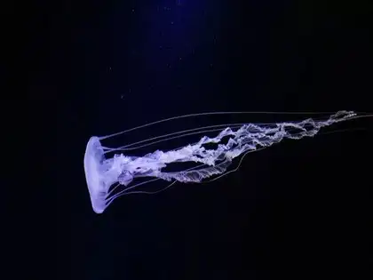 Box Jellyfish 24 Eyes: New species of box jellyfish with 24 eyes