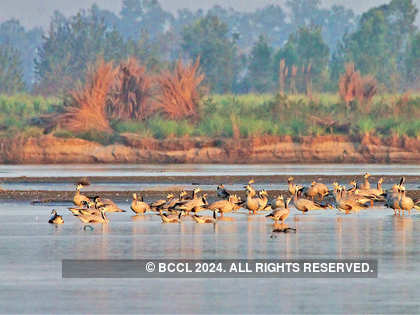 Lease of life: The 185-km long Beas Conservation Reserve is helping protect  many endangered aquatic species - The Economic Times