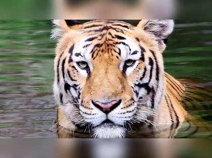 Three Cubs struck by train on MP's Midghat track: One dead, tigress returns hindering rescue ops