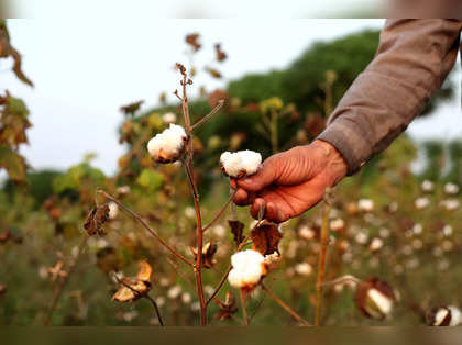 India's Feb cotton exports to hit 2-yr high as discounts lure buyers