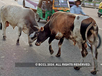 What made rural India abandon its cattle in droves - The Economic Times