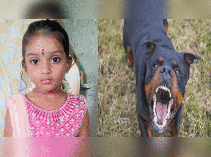 Chennai local body announces strict rule for pet dogs after Rottweilers maul 5-year-old: Read new rules here