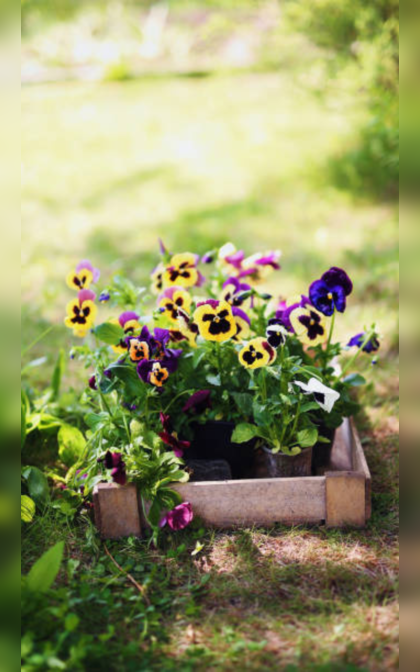 Plants best suited for summer season