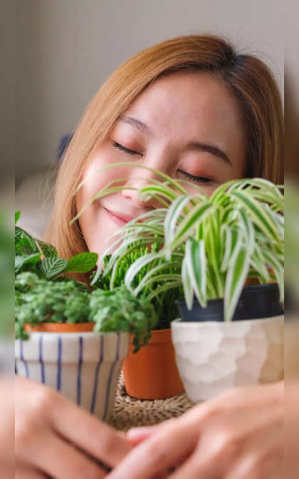 Summer houseplants perfect for beginners, other than snake plant and jade plant