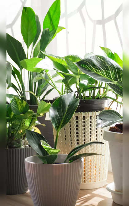 Summer houseplants that need (almost) no maintenance