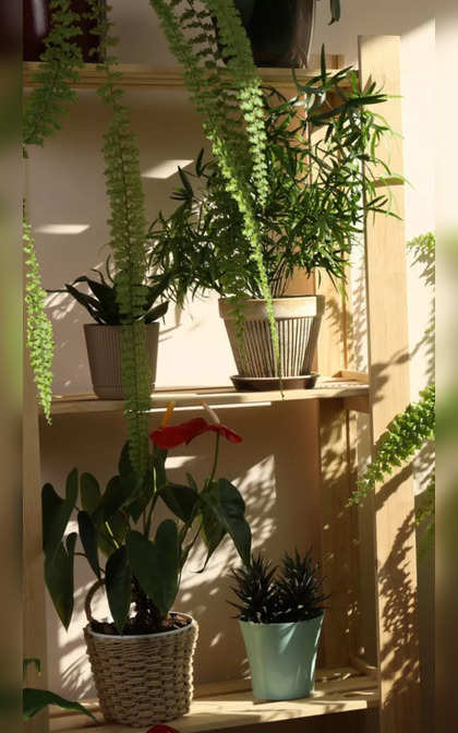 Exotic houseplants perfect for small Indian apartments