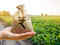 Fertiliser, agrochemical stocks rally as monsoon arrives early:Image