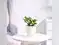 Image for 10 Beautiful Crassula Plant Options that reflect Greenery, Luck and Resilience