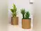 Image for Best flower pots for home: Elevate your spaces with these top picks