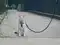 Image for 10 cute and comfortable Cat Leashes starting at just Rs.200 for happy outdoor adventures