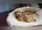 Image for 10 Dog Beds for Small Dogs: Cosy, Comfortable Picks for Your Little Companion