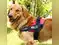 Image for 10 Best Vest Harness for Dogs: Ensure Maximum the Safety of Your Pet