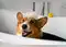Image for Best Anti Fungal Shampoos for Dogs in India (2024)