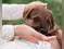 Image for Best Puppy Dog Food for the Tender Age of your Pupperinos