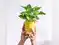 Image for Best Money Plants in India