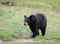 Americans can now kill bears legally - Know in what situation, rules and where:Image