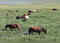 Manipur government initiatives safeguard endangered polo ponies through grassland allotment:Image
